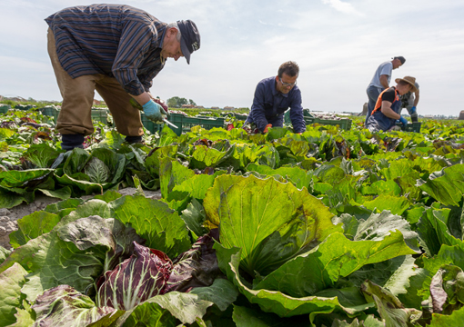 orti e colture di Chioggia e eSottomarina